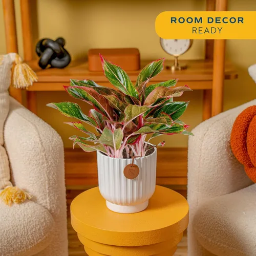Miniatura 2 de Costa Farms Árbol de hoja perenne chino, fácil de cultivar, planta de interior en maceta en maceta en bonita maceta decorativa, regalo diario