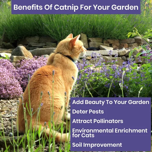 Miniatura 5 de NatureZ Edge Semillas de Catnip para plantar, más de 2200 semillas de hierbas, para cultivar en interior o exterior, semillas de Catnip, a tu gato