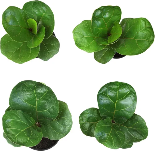 Miniatura 8 de Plantas for Pets - Higuera de hoja de violín (paquete de 4), paquete de plantas Ficus Lyrata, entrega de plantas vivas de Ficus, decoración popular