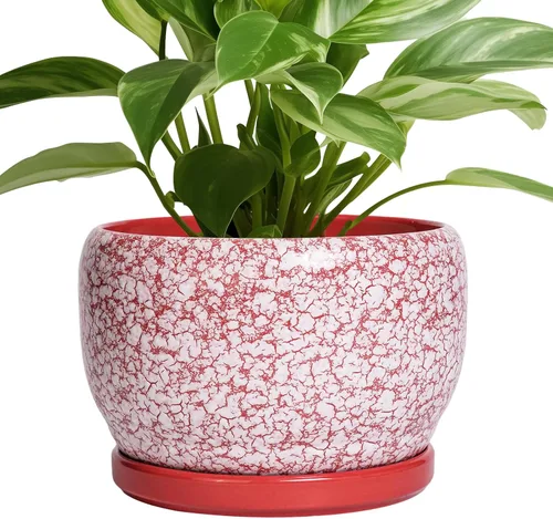 Miniatura 83 de SQOWL Macetas de cerámica – Maceta de 6 pulgadas con orificio de drenaje y bandeja, maceta redonda para plantas de interior, maceta decorativa