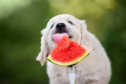 Miniatura 3 de 50 semillas de sandía Sugar Baby para plantar, semillas de frutas de primera calidad cultivadas en Estados Unidos sin OMG para plantar un jardín