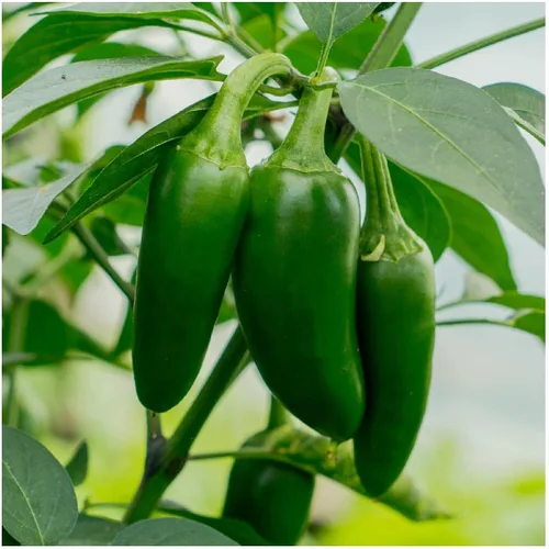 Miniatura 5 de Everwilde Farms - 25 semillas de pimiento picante de jalapeño orgánico - Paquete Gold Vault
