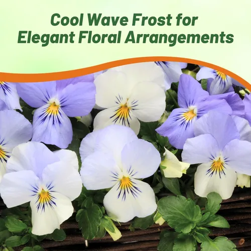 Miniatura 6 de Outsidepride Cool Wave Frost Viola - Semillas de pensamiento para plantar, 15 piezas. Flores biennales, para propagar, resistentes al frío y aptas