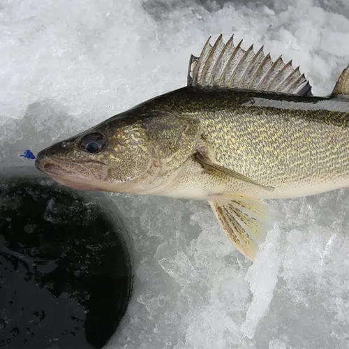 Miniatura 4 de 24 piezas de plantillas de pesca en hielo para Panfish Crappie Sunfish Walleye Ice Fishing Jig Box Accesorios de pesca en hielo Caja de aparejos