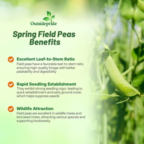 Miniatura 3 de Outsidepride Semillas de guisantes Dundale Spring Field – 5 libras. Semillas anuales, de leguminosas con alto contenido de proteínas y cultivos
