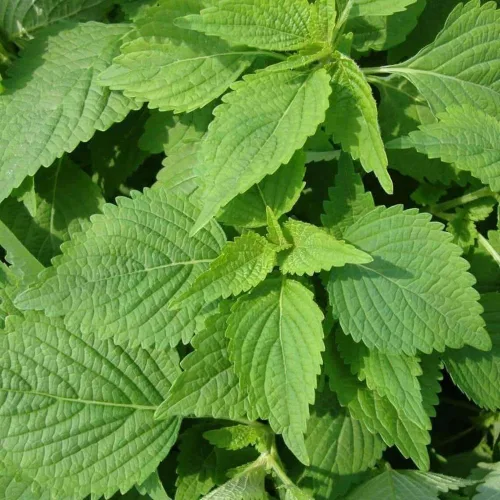 Miniatura 2 de 200pcs Green Shiso Seeds Perilla Beefsteak Plant Korean Basil