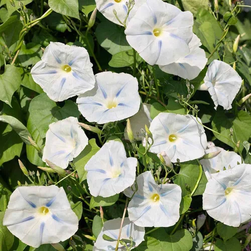 Miniatura 7 de Outsidepride Ismay Morning Glory Seeds - 250 unidades Semillas de flores anuales, trepadoras y enredaderas para plantar flores azul claro, ideales