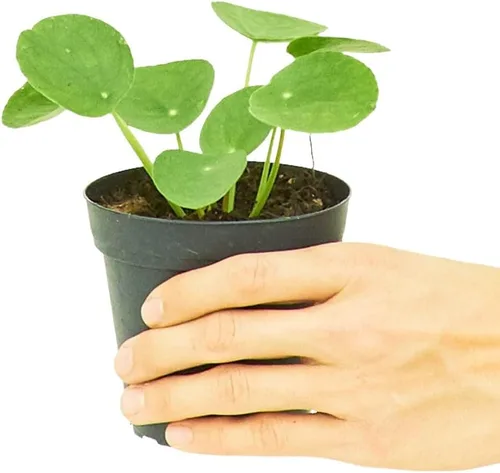Miniatura 3 de Rooted Planta de dinero china, Pilea Peperomioides, viva, viva en interior, decoración del hogar, fácil de cultivar, fácil de cuidar, jardín al aire