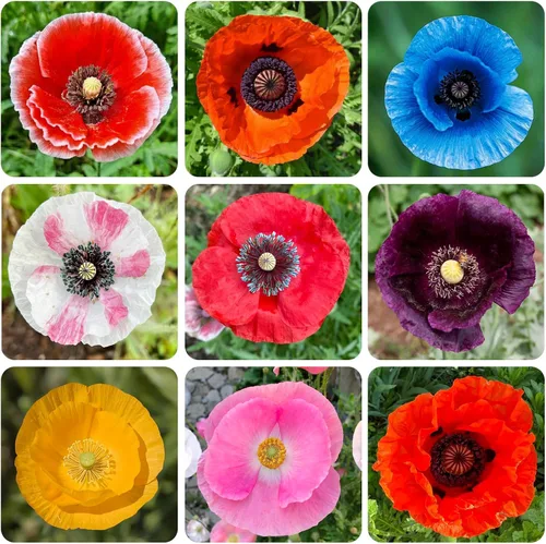 Más de 11000 semillas de flores de amapola para plantar, semillas de plantas tradicionales sin OMG para jardín al aire libre