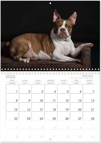 Miniatura 6 de Boston Terrier de colores 2022 (calendario mensual de pared 2024 11.7 x 16.5 pulgadas (abierto), calendario de 14 meses CALVENDO