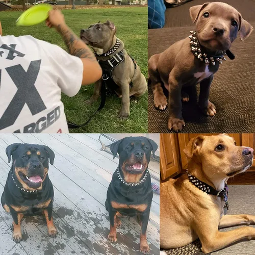 Miniatura 2 de TEEMERRYCA - Collares de piel de microfibra ajustables con tachuelas para perros, con pelota chillona de regalo, para mascotas pequeñas, medianas