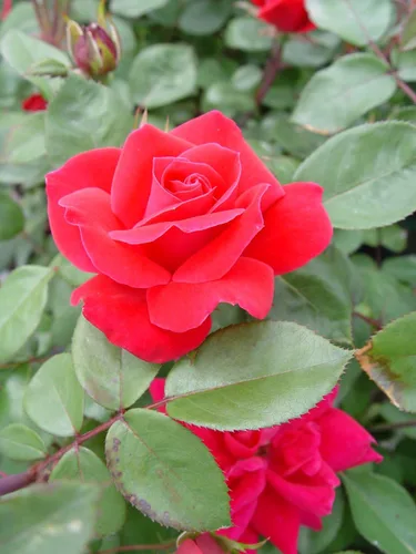 Miniatura 14 de Green Promise Farms Rosa Knock Out (Reblooming) Rose, contenedor tamaño 2, flores de coral