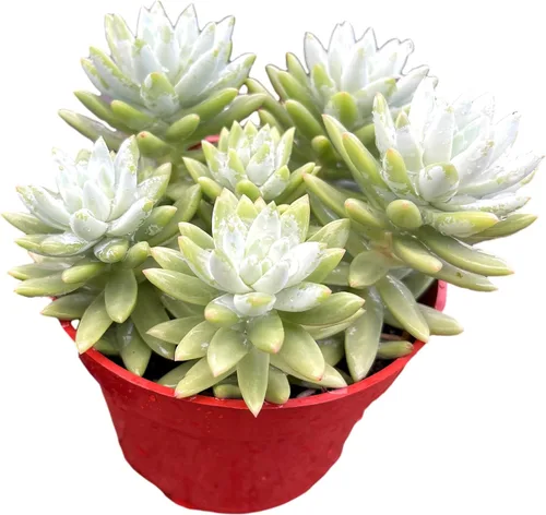 Miniatura 2 de Planta Suculenta Burrito Azul Sano Sedeveria para Interior - Plantas Suculentas Vivas - Totalmente Enraizada en Maceta de 4 Pulgadas - Suculentas