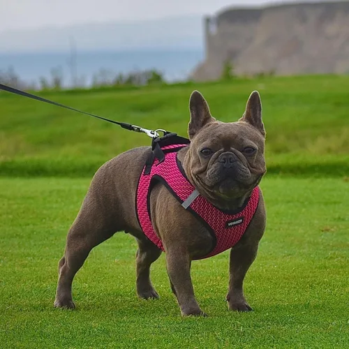 Miniatura 201 de Best Pet Supplies Voyager Step-in Air - Arnés para mascotas, malla para todo tipo de clima, reflectante, arnés sin tirón para perros y gatos - Arnés