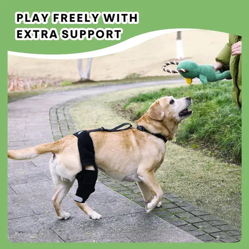 Miniatura 3 de Rodillera universal para perro con paquete de terapia de frío/calor, ajustable, transpirable, collar extra cómodo con soporte estabilizador