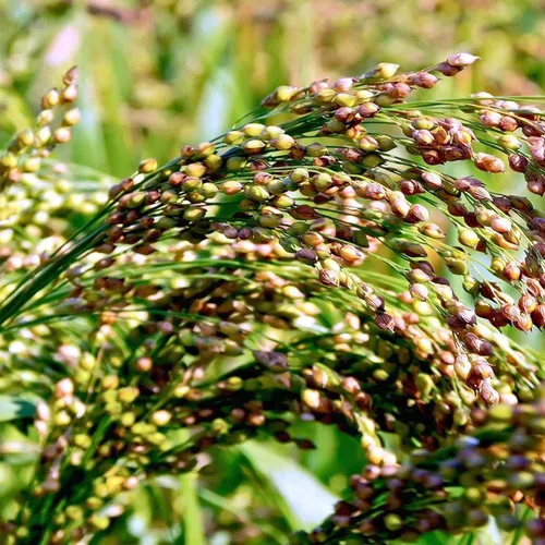 Semillas de jardín de maíz de escoba multicolor – 1 onza – Semillas de jardinería de vegetales sin OMG – Multicolor ornamental y decorativo