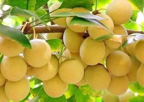 SD0520 Ginkgo Biloba - Semillas de fruta, semillas de gingko raras, semillas de ginkgo, semillas no modificadas genéticamente (3 semillas)
