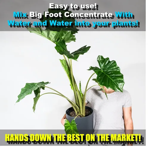 Miniatura 3 de Big Foot Mycorrhizae para Plantas, Plantas en Maceta y Jardines - Concentrado que se Disuelve Completamente en Agua, Fertilizante Orgánico Todo