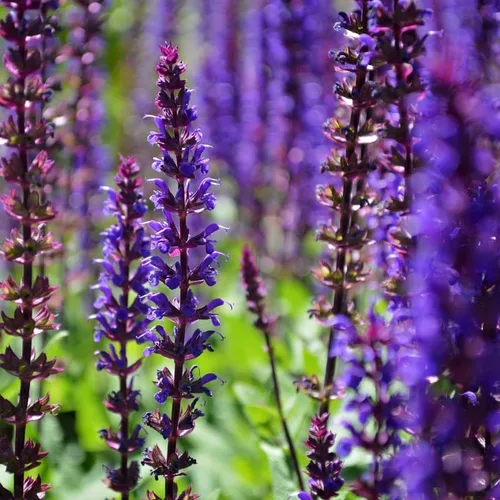 Miniatura 5 de 1 planta viva de salvia para exteriores, arbustos de salvia de 4 a 8 pulgadas de alto, sin maceta (azul púrpura salvia)