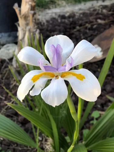 Miniatura 3 de African Iris White - 3 plantas vivas - Dietes Iridioides - Hierba de cobertura vegetal tolerante a la sequía