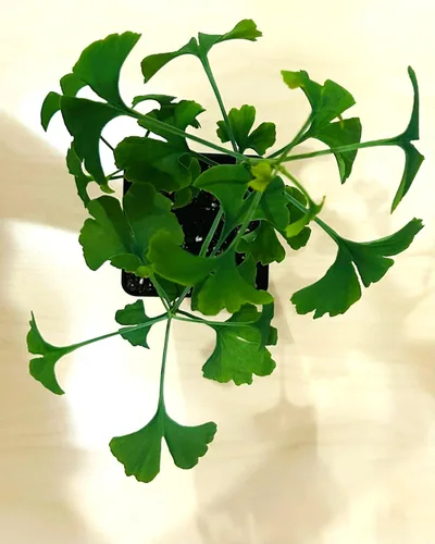 Miniatura 3 de Árbol de ginkgo - Maceta de 3 plantas de inicio. Gingko biloba. 6" - 9