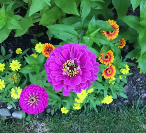Miniatura 4 de 100 EarthPods - Estacas de fertilizante de flores premium - Impulsa las flores
