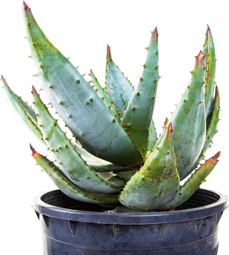 Cactus Outlet Planta de aloe vera – Planta viva de interior y exterior – Planta de casa de aloe – Aloe Ferox – Planta viva lista para paisaje