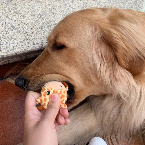 Miniatura 4 de Jalousie Paquete de 12 juguetes de peluche para perros, juguetes masticables chirriantes de primera calidad para perros pequeños y medianos