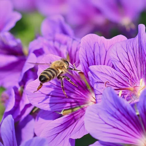 Miniatura 3 de 1000 semillas de viola para plantar, semillas perennes de flores de violeta dulce, flores fragantes de polinización abierta sin OMG para jardines al