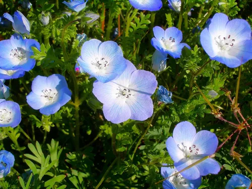 Miniatura 8 de TomorrowSeeds - Semillas Baby Blue Eyes - Más de 6000 unidades - para plantar Nemophila Menziesii 2026, flor azul cielo, cubierta de suelo japonesa