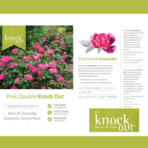 Miniatura 5 de Knock Out 2 Gal. Arbusto rosa doble rosa