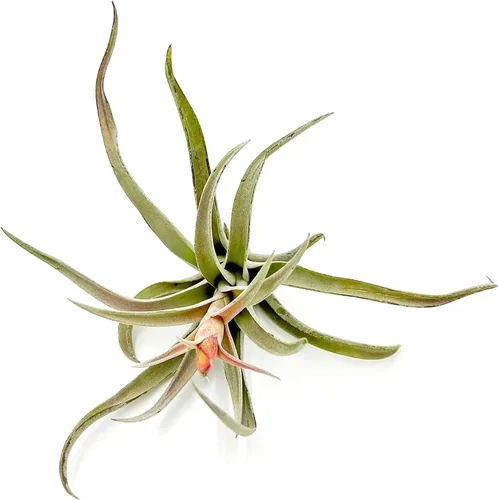 Miniatura 68 de ragnaroc Air Plants - Floración Tillandsia Bulbosa Belice, gigante de 7-9 pulgadas, 1 unidad, llegada en vivo garantizada, plantas