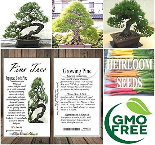 Miniatura 6 de Semillas para árbol de pino sin transgénicos de MySeeds.Co