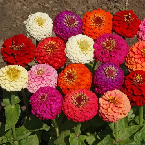Miniatura 7 de Outsidepride - Zinnia Elegans, planta anual, Lilliput Flower Seed Mix, mezcla de semillas de flores para plantar, 1 libra