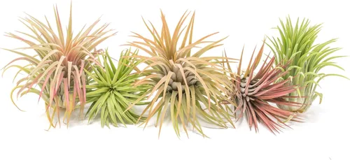 Air Plant Shop Paquete de 5 XL Tillandsia Ionantha Rubra - Venta al por mayor y a granel - Suculentas - Tillandsia viva - Plantas de interior y