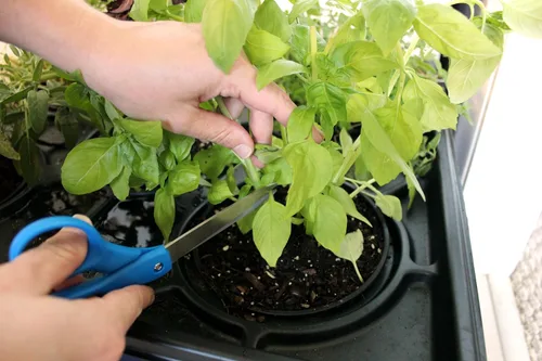 Miniatura 7 de Emsco Grupo Bountiful caja de cultivo, cama elevada para cosechar, maceta hidrofónica, no eléctrica