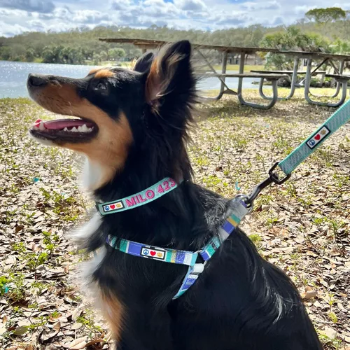 Miniatura 8 de Pawtitas - Collar reflectante para perro - Nombre y número de teléfono personalizados, ajustable para perros pequeños y cachorros - Morado Púrpura