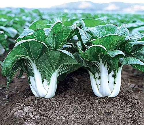 Park Seed Variedad de semillas de vegetales Bok Choy (Pak Choi), semillas de plantas, fáciles de cultivar, perfectas para jardín de primavera, Joi