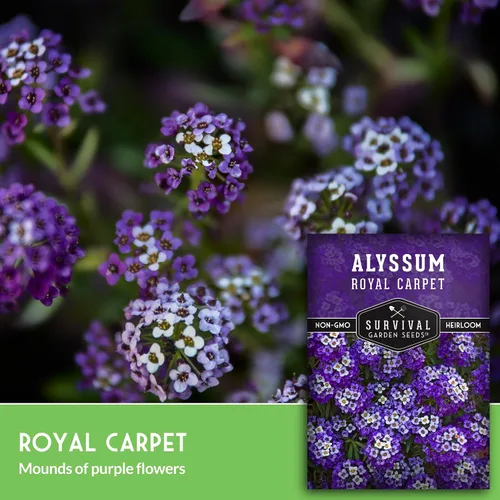 Miniatura 3 de Semillas de Alyssum para plantar - Sweet Royal Carpet Purple Alyssum - Flor perenne fragante y cobertura del suelo - Semillas autóctonas