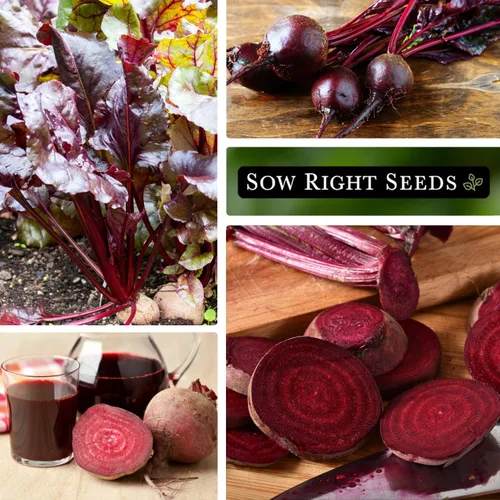 Miniatura 4 de Sow Right Seeds - Semillas de remolacha sanguina para plantar - Paquete de reliquia sin OMG con instrucciones para plantar y cultivar un huerto