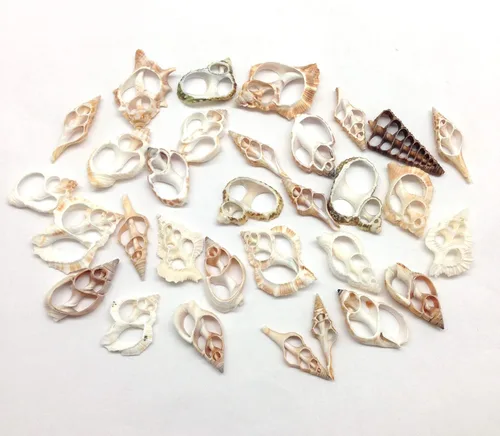 Miniatura 9 de PEPPERLONELY 20 piezas de estrombo de corte central Canarium Sea Shells, 2 pulgadas ~ 2-1/2 pulgadas