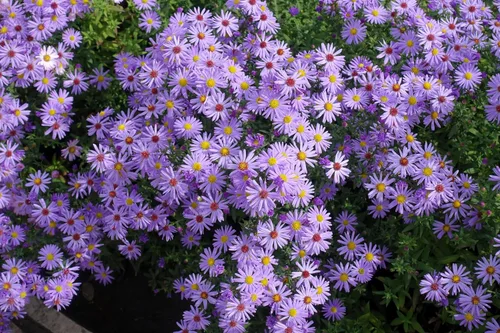 Miniatura 7 de 50 semillas de flor de Aster de Arroz (Aster tupido) Aster Dumosus