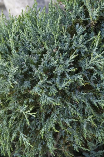 Miniatura 3 de Medora Juniper Plantas de tamaño de 1 galón vivo Perfecto para paisajismo durante todo el año, detección de privacidad y entornos de poca agua