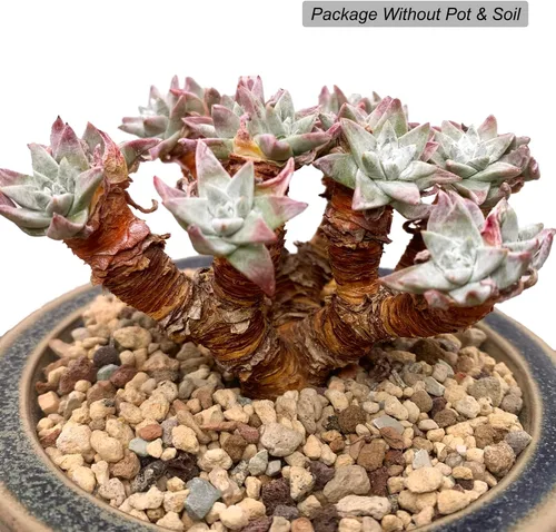 Miniatura 2 de Dudleya Gnoma S.W.McCabe - Plantas suculentas vivas raras, 8-14 cabezas tamaño maceta de 5 a 6 pulgadas, planta viva rosa, excluye tierra de maceta