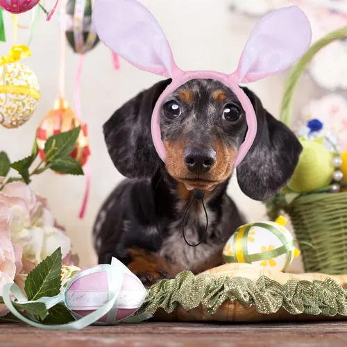 Miniatura 7 de Whaline Paquete de 3 diademas de conejo de Pascua para perro, conejo, orejas de caramelo, banda ajustable para el pelo para mascotas, accesorios