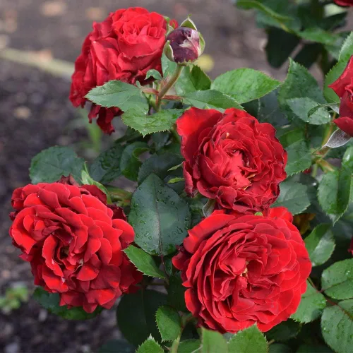 Miniatura 2 de Rosas de té híbridas de reliquia, planta de raíz propia viva para jardín al aire libre, Dancing in the Dark®, ligeramente fragantes, zonas