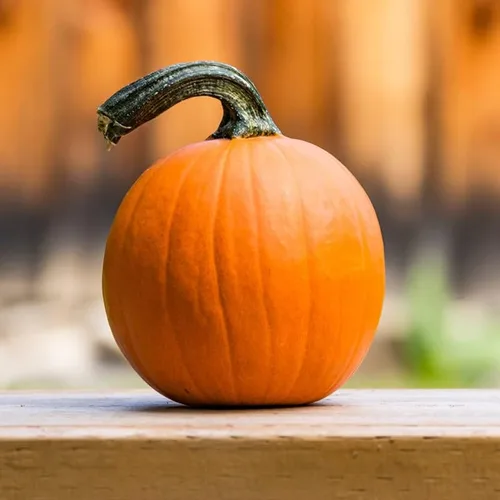 Miniatura 2 de Pastel de calabaza y azúcar (30 semillas)