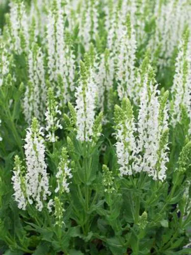 Perennial Farm Marketplace (salvia) Perenne, tamaño # 1 contenedor Salvia n. 'Snow Hill', picos blancos