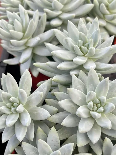Miniatura 4 de Planta Suculenta Burrito Azul Sano Sedeveria para Interior - Plantas Suculentas Vivas - Totalmente Enraizada en Maceta de 4 Pulgadas - Suculentas