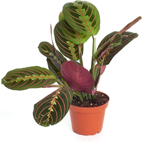 Shop Succulents | Planta de oración roja Live Maranta, planta de casa purificadora de aire natural, fácil cuidado, planta de interior viva en maceta